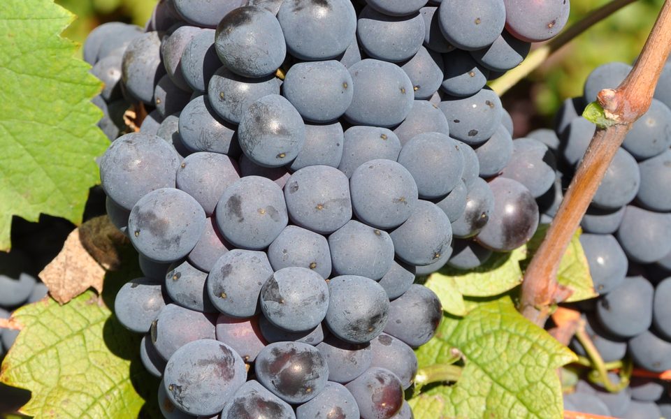 En moden klase af den blå Monastrell-drue