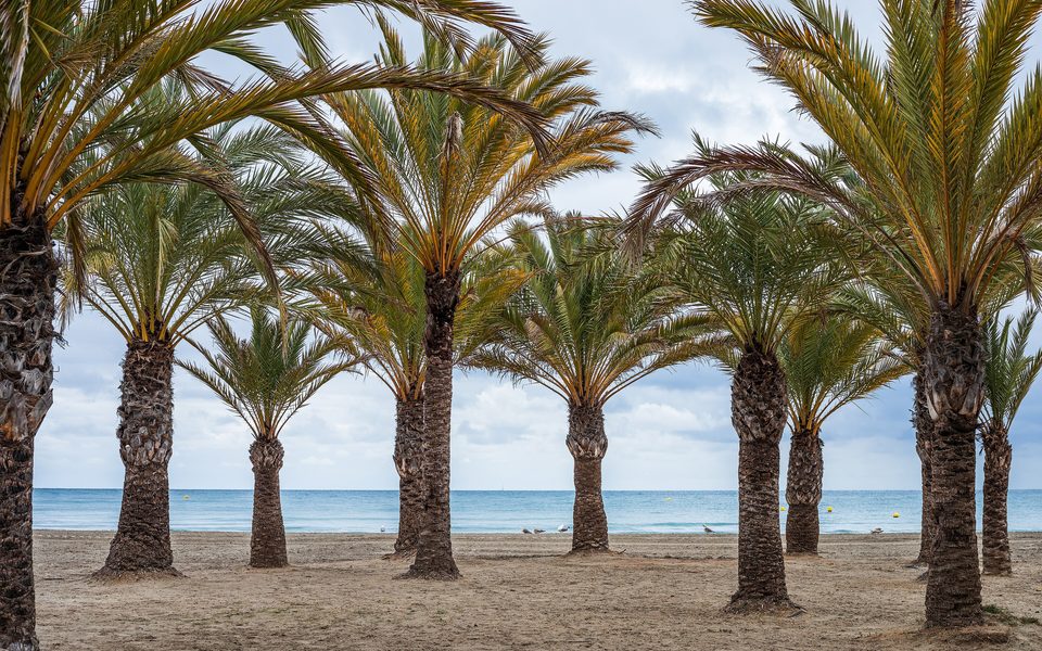 Palmer langs Playa de Levante med Middelhavet i Santa Pola