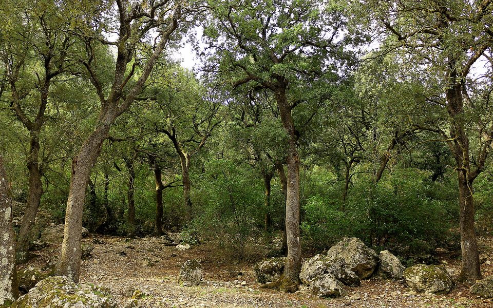 Skovklædt bjerglandskab i Font Roja naturpark ved Alcoy