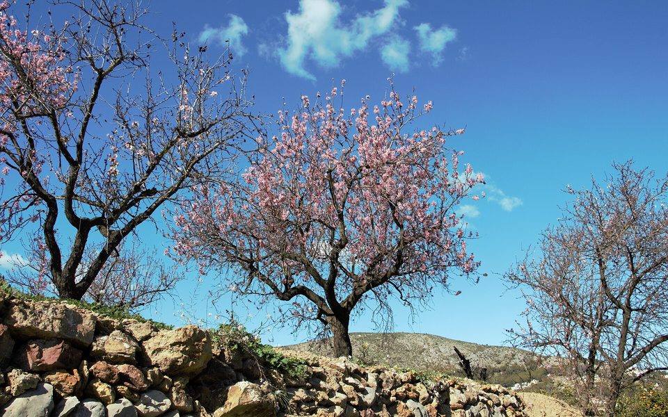 Mandelblomstring og landsbylandskab omkring Alcalalí i Vall de Pop